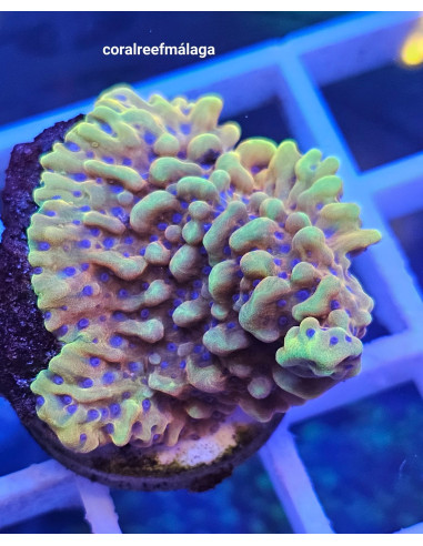 Montipora beach bum