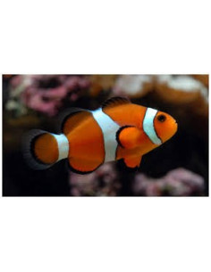 Amphiprion Ocellaris