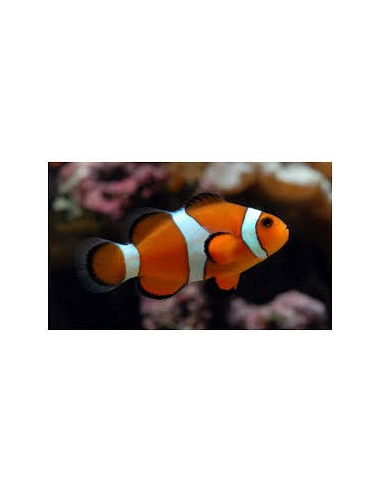 Amphiprion Ocellaris