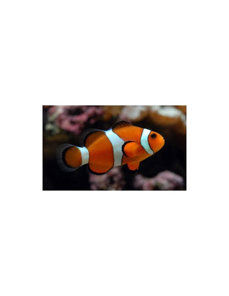Amphiprion Ocellaris