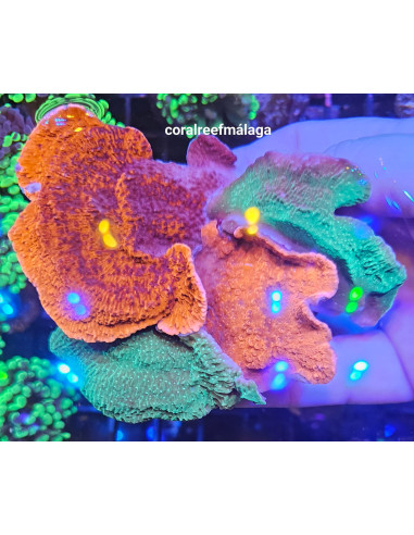 Montipora Plato Orange and Green