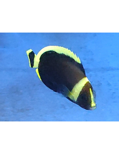 Chaetodontoplus melanosoma