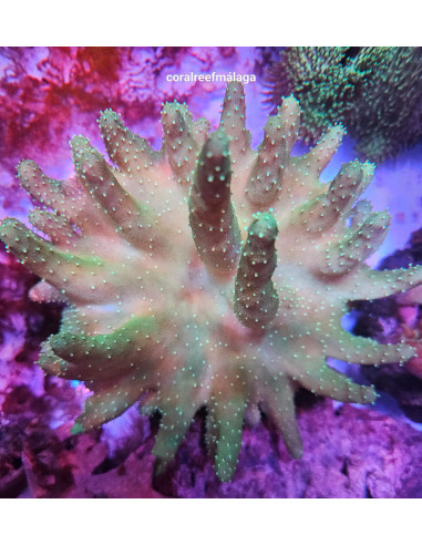 Lobophytum green neon