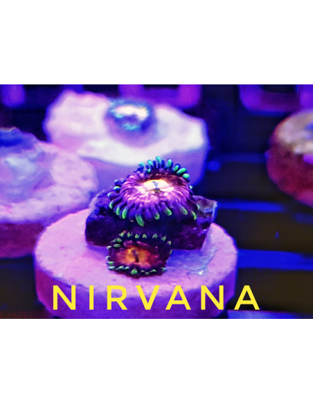 Nirvana