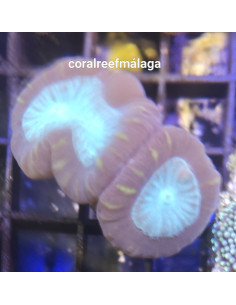 Caulastreas Cocacola