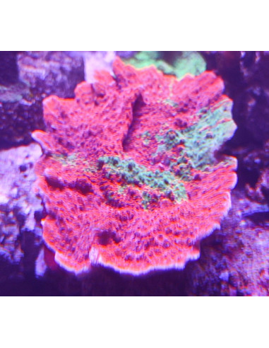 Montipora grafted (10 - 12 cm)