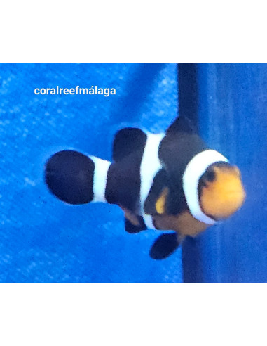 Amphiprion Ocellaris Black & White