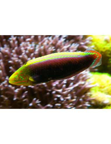 Halichoeres iridis