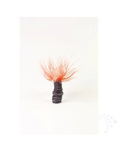 Natureform Coral Tube Anemone Orange Cerianthus sp.