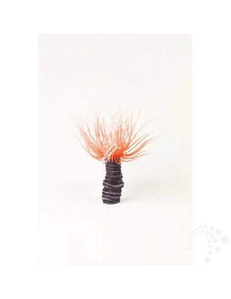 Natureform Coral Tube Anemone Orange Cerianthus sp.