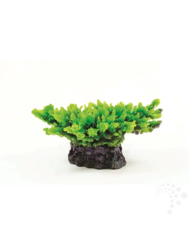 Natureform Coral Staghorn Green Acropora sp.