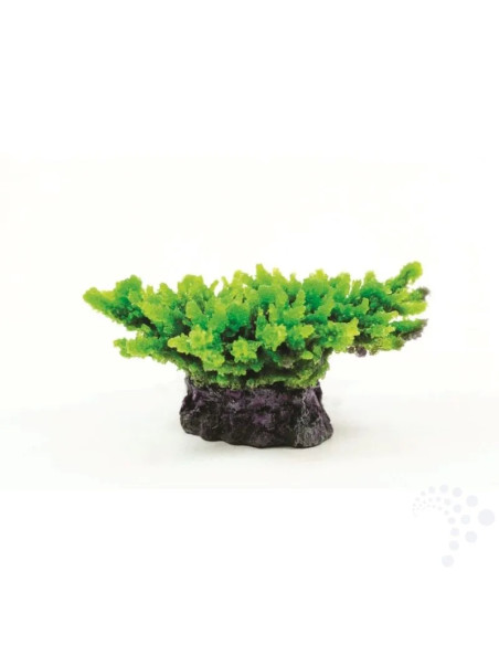 Natureform Coral Staghorn Green Acropora sp.