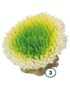 Coral ACROPORA EFFLORENCENS Lima