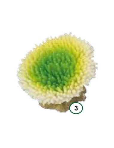 Coral ACROPORA EFFLORENCENS Lima