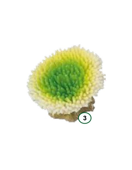 Coral ACROPORA EFFLORENCENS Lima