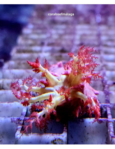 Colochirus crassus