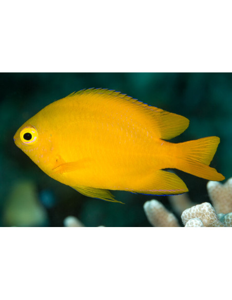 Pomacentrus moluccensis