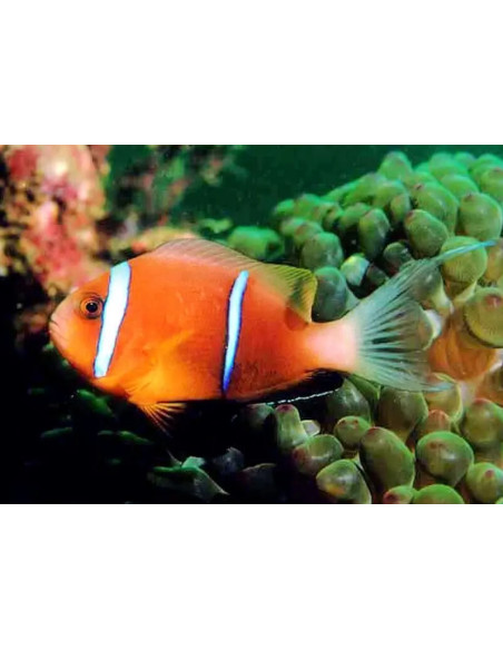 Amphypriom Omanensis