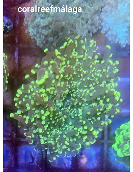 Euphyllia yaeyamaensis  green. CITES: 26PTLX00634I