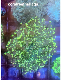 Euphyllia yaeyamaensis  green. CITES: 26PTLX00634I 2