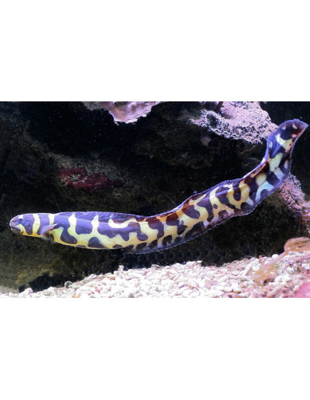 Pholidichthys leucotaenia