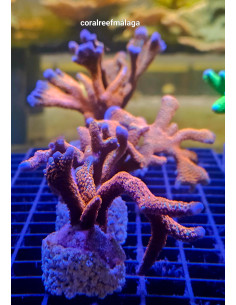 Montipora digitata forest fire