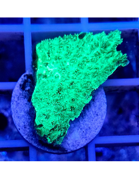 Hydnophora verde fluor