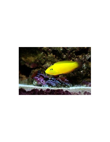 Halichoeres Chrysus