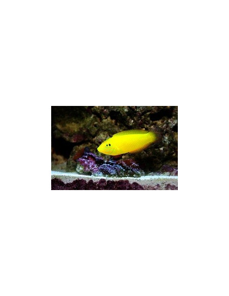 Halichoeres Chrysus