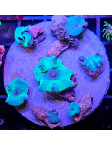 Discosoma sp.  blue