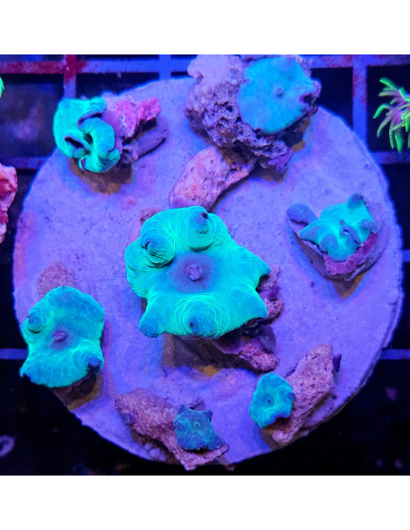 Discosoma sp.  blue