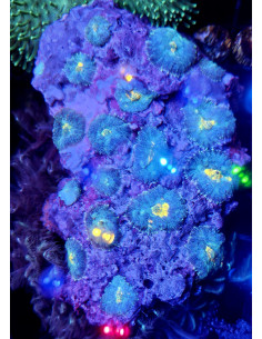 Rhodactis blue mouth yellow