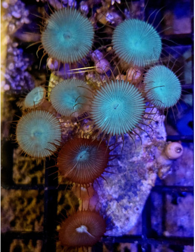 Protopalythoa mix button
