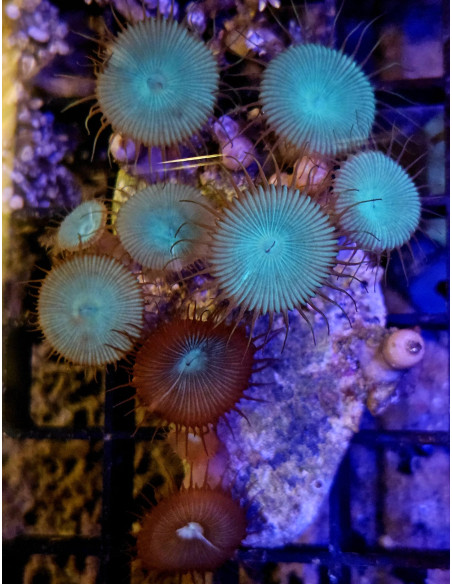 Protopalythoa mix button
