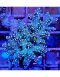 Acropora tricolor