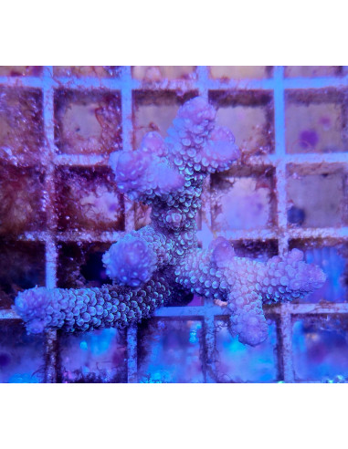 Acropora sp