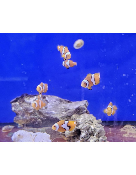 Amphiprion Onyx