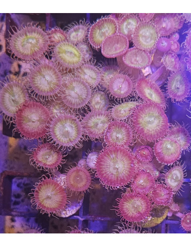Palythoas  colonias