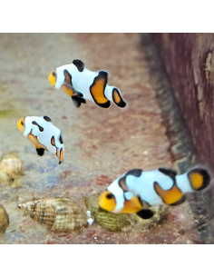 Amphiprion Ocellaris Da Vinci grado B