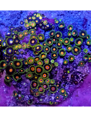 Zoanthus sp Mix 11