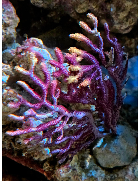 Muricea sp.