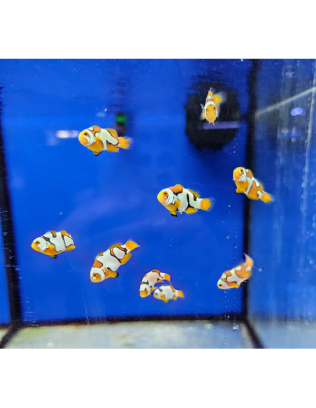 Amphiprion Picasso Black