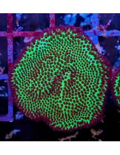 Porites sp esquejes