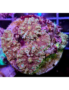 Ricordea yuma purple