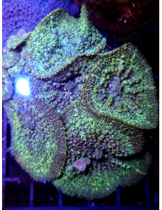 Rhodactis green bulls eye
