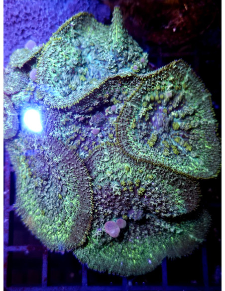 Rhodactis green bulls eye