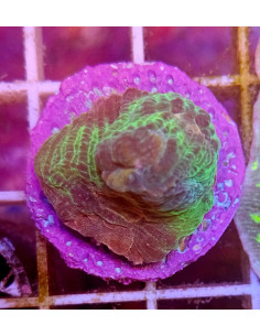 Pectinia sp CITES: 25PTLX01012I