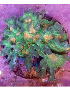 Pectinia sp. CITES: 25PTLX01012I