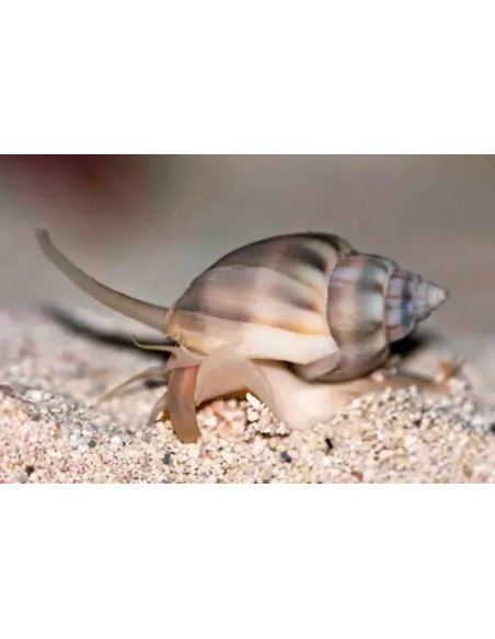 Nassarius graphiterus
