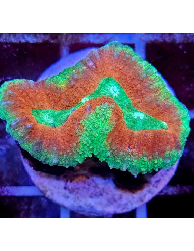 Lobophyllia sp cites:ESAB5032826Y